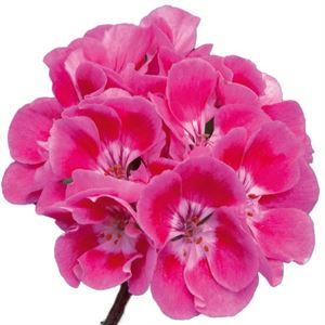 Afbeelding van Geranium Staand P12 Moonlight Vineta